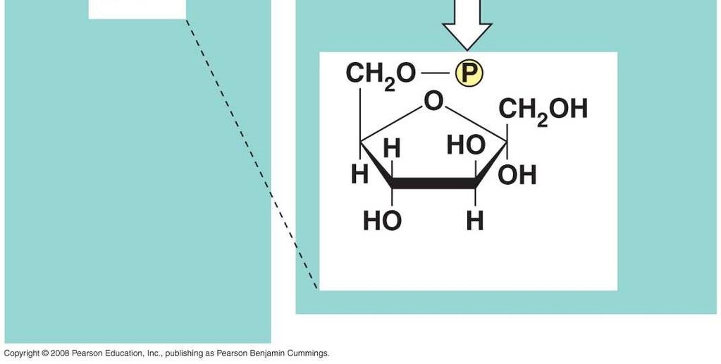 Fructose--phosphate  9-9-4 Hexokinase Hexokinase