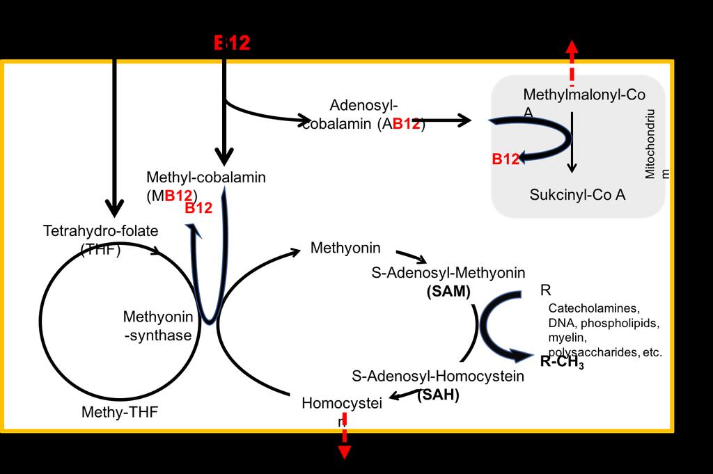 Vitamin B12 deficiency pathobiochemistry Blocking the folate cycle (methyl- THF THF process stops) Nucleic acid synthesis blocked DNS and RNS synthesis suppressed Blocking