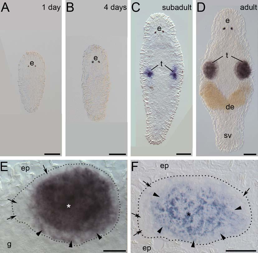 Figure 2: Expression pattern of melav2 mrna. (A, B) In 1-day old hatchlings (A) and 4-days old juveniles (B) no melav2 signal was detected. (C) Subadult worms.