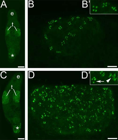 Melav2 RNAi interrupts the transition from spermatid to sperm Immunocytochemical staining with the monoclonal MSp-1 antibody, which recognizes only early spermatids in M. lignano (Ladurner et al.