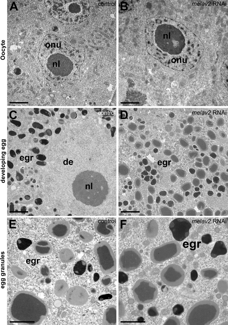 Additional file 4: Comparison of oogenesis of control and melav2 RNAi treated M. lignano. The oocyte of control (A) and melav2 RNAi treated (B) M. lignano exhibited comparable morphology.