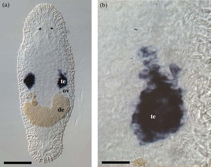 Figure 1: Testis-specific gene expression pattern of the mac-c3h-zfn gene. (a) Whole-mount in situ hybridization of the mac-c3h-zfn gene on the entire animal.
