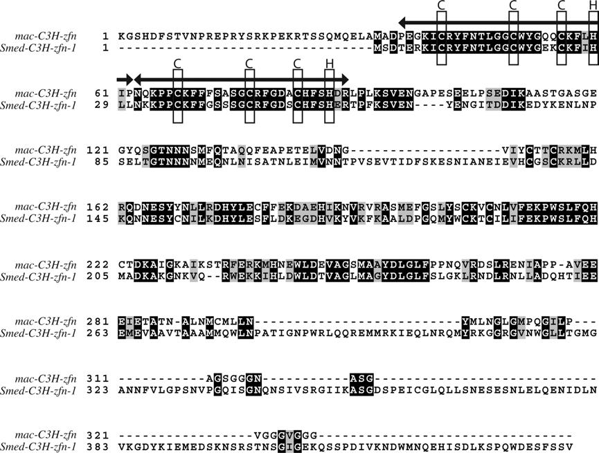 Electronic Supplementary Materials Supplementary figure 1: Comparison between mac-c3h-zfn and Smed-C3H-zfn-1. Both genes contain two C3H-type zinc finger domains (shown by the arrows).