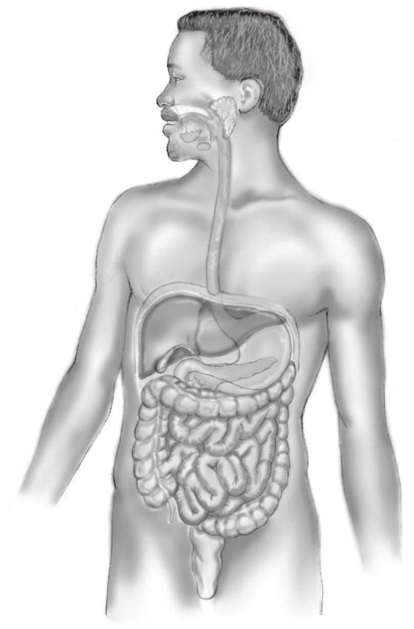 Absorption and Bioavailability 47 (a) Esophagus (b) Stomach (c) Small Intestine (d) Portal Vein (e) Liver Figure 2-2 Upon oral drug administration, the dosage form (e.g., tablet, capsule) moves down the esophagus (a) to the stomach (b).