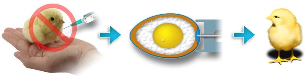 poultry-eggs) Higher conception