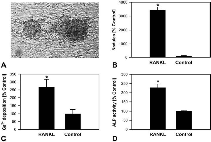 accelerate the calcification process. In addition to βgp, 50 ng/ml RANKL was also added to the OS media.