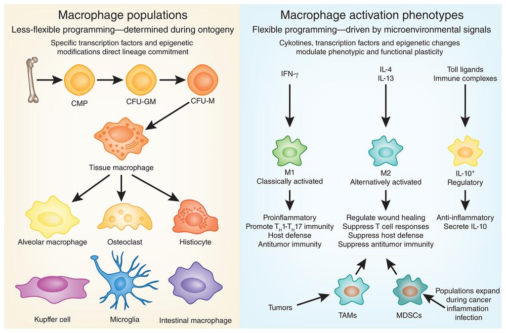 Galli et al. Page 20 Figure 1. Macrophage populations and functional subsets.