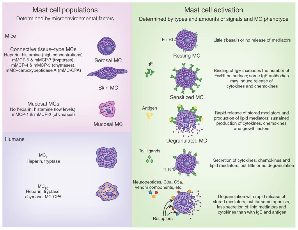Galli et al. Page 21 Figure 2. Mast-cell populations and patterns of functional activation.