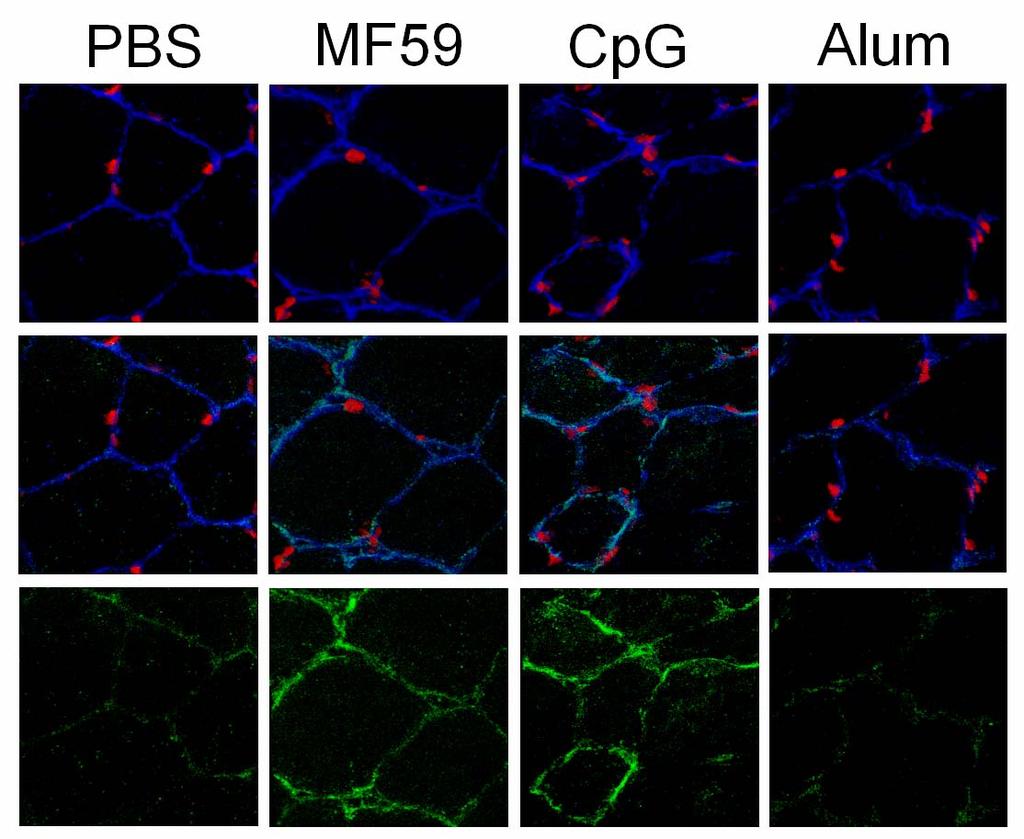 MF59 induces the expression of the early biomarker Ptx3 in muscle fibers Microarray Confocal immunofluorescence Fold change 18 16 14 12 10 8 6 4 2 0 Ptx3 0 6 12 18 24 30 36