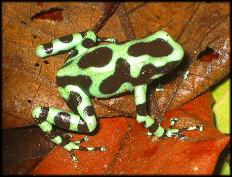 Epibatidine Poison dart frogs