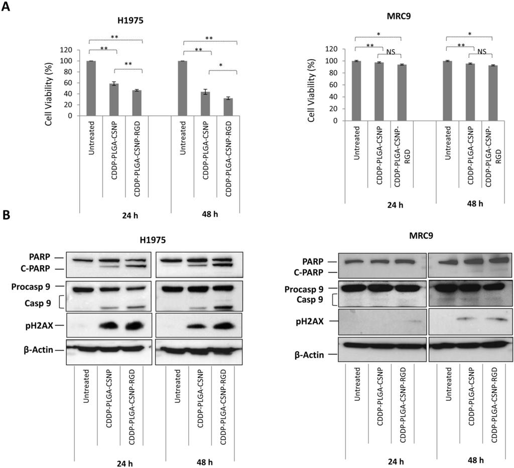 Figure 7. Efficiency of PLGA-CSNP-RGD in targeted delivery of alternative drug CDDP in lung cancer and fibroblast cells. (A) Cell viability, (B) western blot analysis in H1975 and MRC-9 cells.