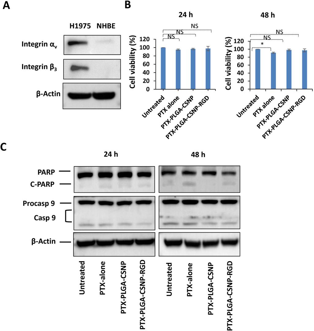www.nature.com/scientificreports/ Figure 8. PTX-PLGA-CSNP-RGD treatment effect in NHBE cells. (A) Baseline expression of integrin αvβ3 in NHBE cells versus H1975 cells.
