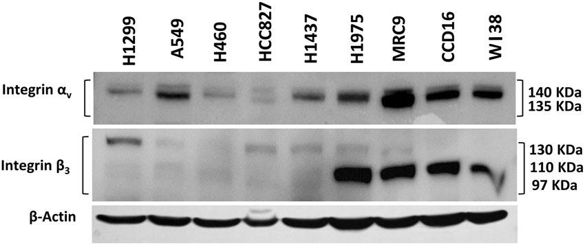 Figure 1. Baseline expression of integrin α v β 3 in a panel of lung cancer (H1299, A549, H460, HCC827, H1437, H1975) and lung fibroblast (MRC9, CCD16, WI38) cell lines.