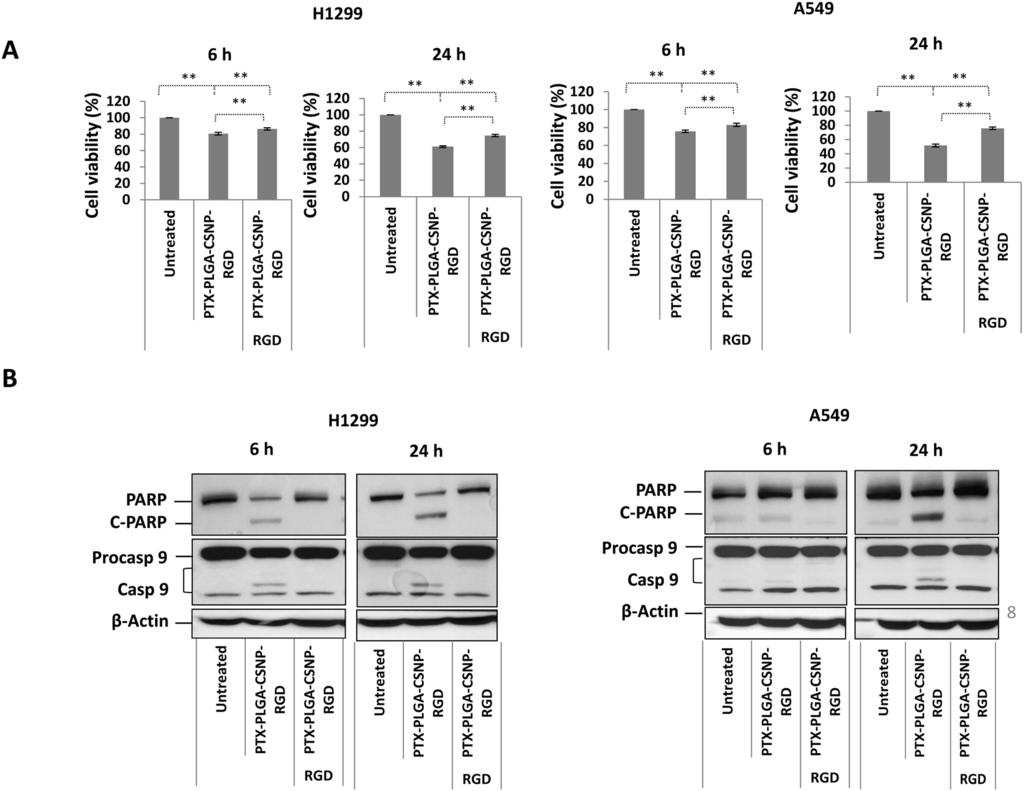 Figure 6. Integrin α v β 3 receptor blocking study. (A) Cell viability and (B) western blot analysis of apoptotic proteins (PARP and Caspase 9) in nanoparticle-treated H1299, A549 cells.