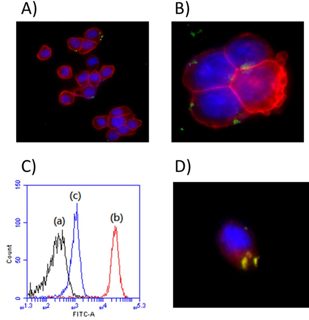 Int. J. Mol. Sci. 2015, 16 20950 intracellular fluorescent intensity by using an Olympus fluorescence microscope.