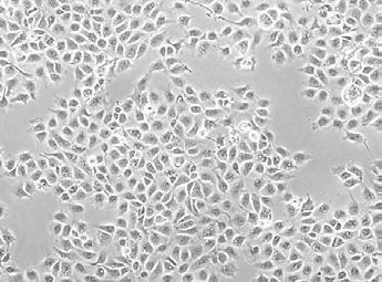 α-tubulin Figure S3. E2-2 induces EMT in mouse keratinocyte MCA3D cells. A.