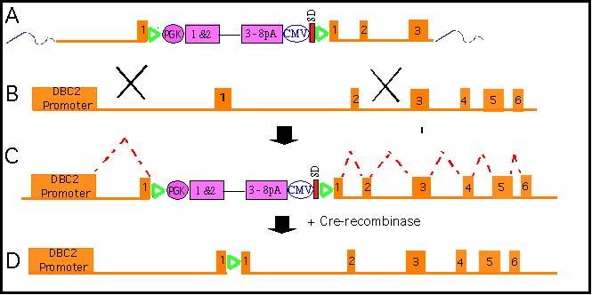 b) Generate knock-ins of wild type and altered DBC2 cdnas in ES cells c) Perform a genotoxic screen on wild type and knock-in ES cells d) Analyze cell cycle checkpoints and apoptosis in knockout MEF