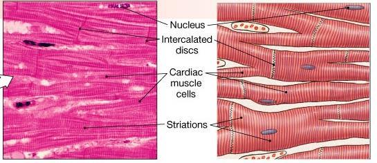 Cardiac Muscle Tissue Cells are short, branched, and striated, usually with a single nucleus.