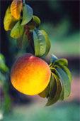 They possess good peach color and character, are reasonably uniform in size, reasonably free of defects and practically free of harmless extraneous plant material.