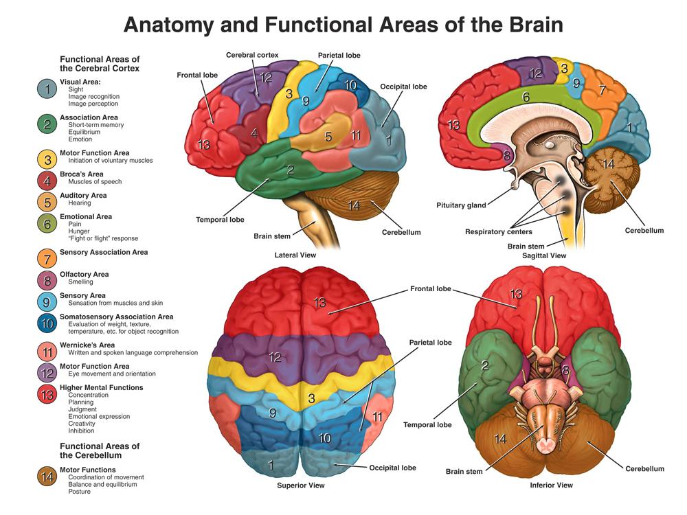 Role of Frontal Lobes Neurophysiology Accounts for 1/3 of the mass of the brain.