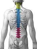 Spinal Health Good Posture Improves Function as the spinal cord is the center and stabilizer of all movement along with being the conduit for the central nervous system.