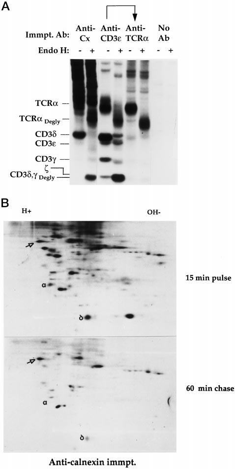 Calnexin Association with TCR Proteins in CD4 CD8 Thymocytes 23675 EXPERIMENTAL PROCEDURES Animals, Cell Preparation, and Reagents C57BL/6 (B6) mice were obtained from the Jackson Laboratory (Bar
