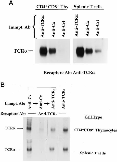 Calnexin Association with TCR Proteins in CD4 CD8 Thymocytes 23677 FIG. 4. Assembly of newly synthesized TCR proteins with lectin-like chaperones in CD4 CD8 thymocytes and splenic T cells.