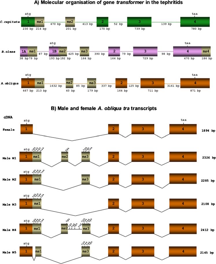 Figure 1. Comparison of the molecular organisation of the gene tra of C. capitata, B. oleae and A. obliqua (A) and the transcripts encoded by the A. obliqua tra gene (B).