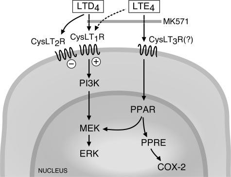 FIGURE 10. Hypothetical mechanism(s) responsible for PPAR -dependent ERK activation and PGD 2 generation by MCs.