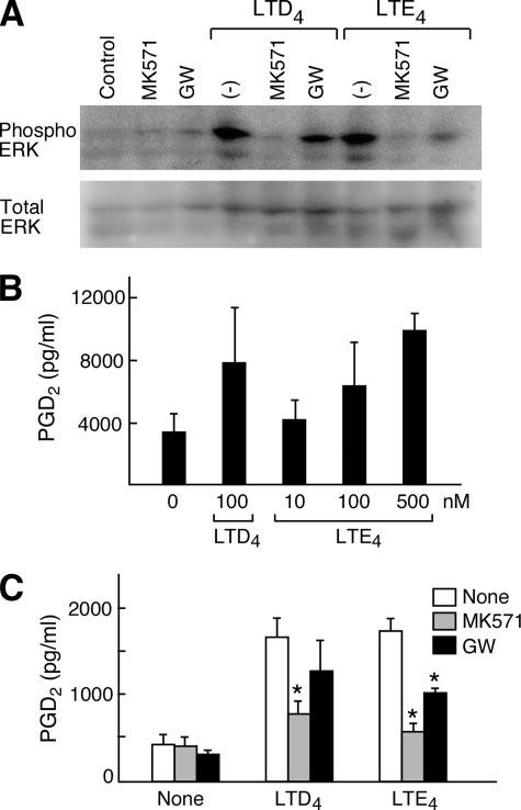 FIGURE 7. Effect of LTD 4 and LTE 4 on PPAR -dependent ERK activation and PGD 2 generation by primary hmcs.