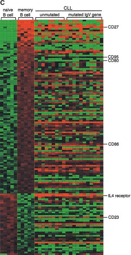 Figure 3. (continued) with the fact that CLLs lack chromosomal translocations which are thought to occur in developing B cells rearranging their antigen receptors or in GC B cells (see below).