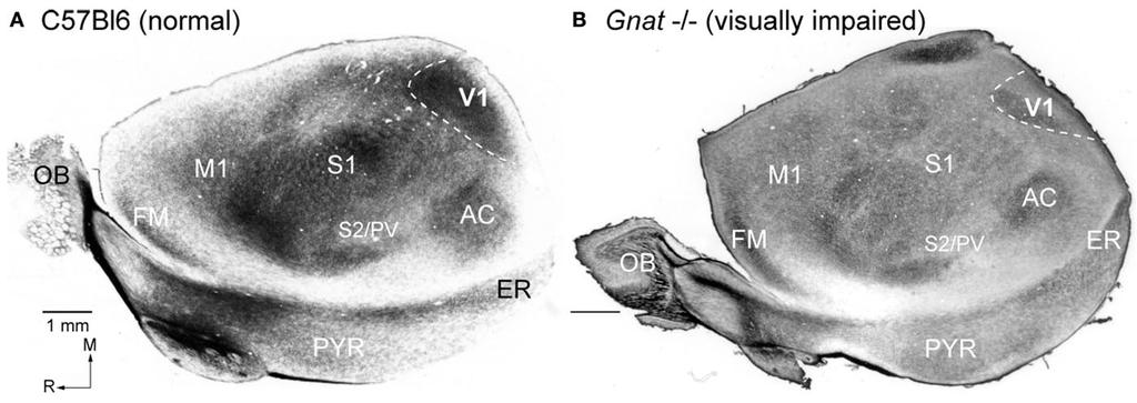 FIGURE 3 Functional Organization of V1 in Gnat / Mice.
