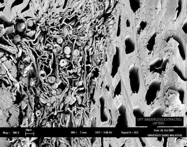 SEM micrographs of extracted board and extracted board with the addition of sugars and starch CONCLUSIONS 1.