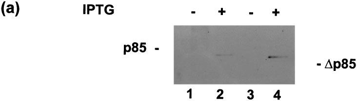 Figure 3. Inducible expression of p85 and p85 constructs by IPTG in OK cells. Cells were transfected with the cdna for either p85 or p85 under the control of the LacSwitch.
