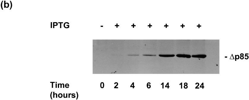 The antibody used in these experiments does not recognize the endogenous p85 protein in OK cells.