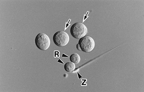 5612 Developmental Biology: Ogura et al. Proc. Natl. Acad. Sci. USA 95 (1998) FIG. 1. Isolated mouse primary spermatocytes (arrows).