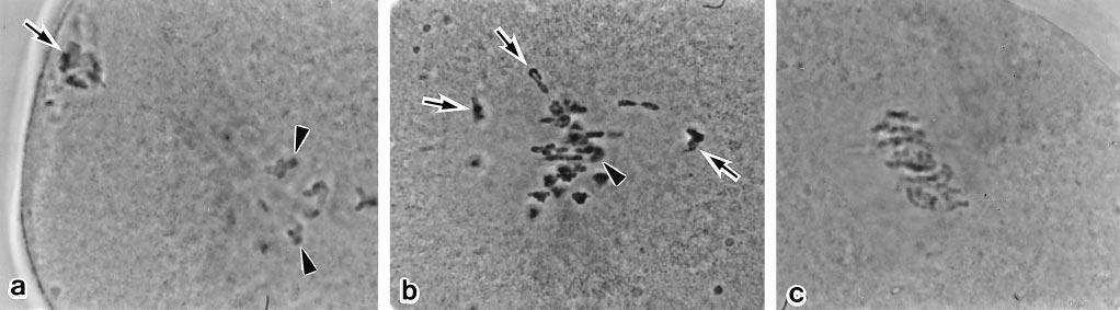 Developmental Biology: Ogura et al. Proc. Natl. Acad. Sci. USA 95 (1998) 5613 FIG. 4. The configuration of primary spermatocyte chromosomes in maturing oocytes (Method B).