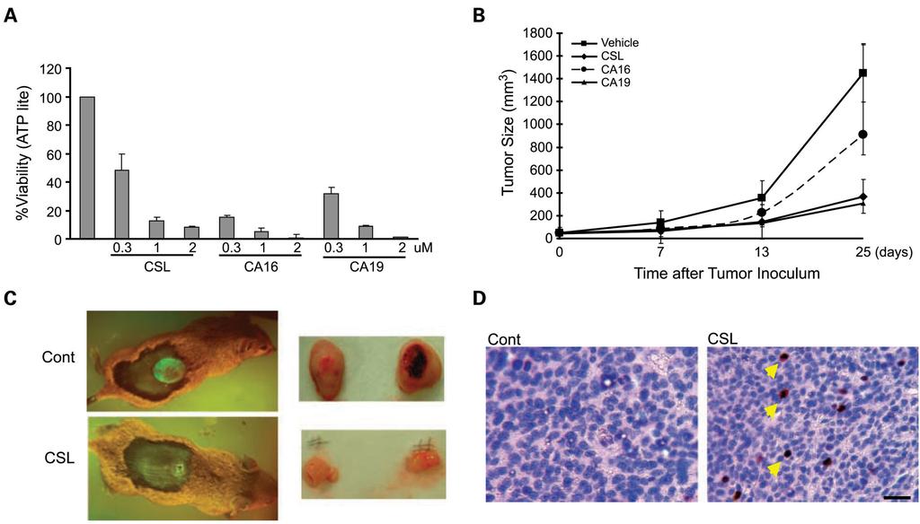 Abbas et al. Page 16 Fig. 4. CSL and CSL derivatives, CA16 and CA19, reduce cell viability in vitro and attenuate tumor growth in vivo.