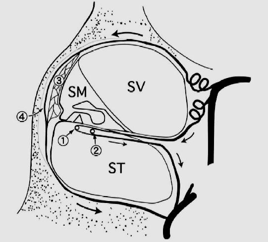 a b Figure 6. Cochlea blood supply Panel a, 1. Vessel of the basilar membrane (VSM) 2. Vessel of the tympanic lip (VTL) --- These vessels belong to the spiral portion 3.