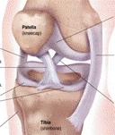 Knee Injury Evaluation Knee Anatomy (Anterior-oblique view) Valgus Bending LCL ACL MCL ACL Shear Otte et al.