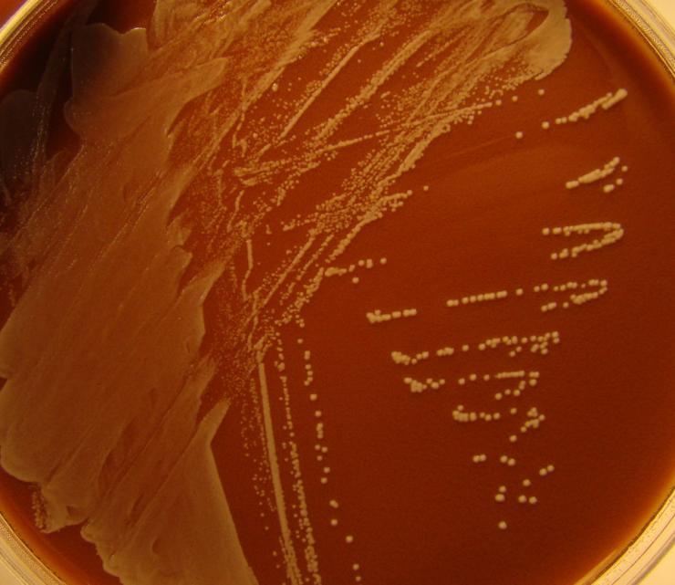 Sample 3/2010: Primary culture (Staphylococcus