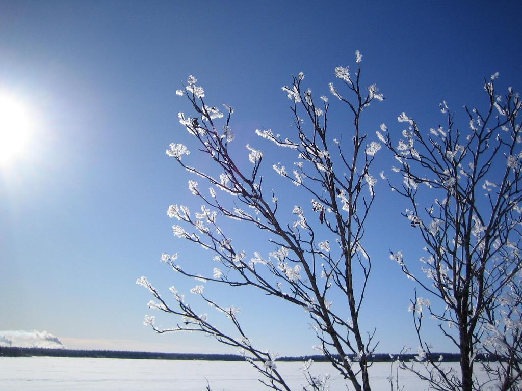 Iceflowers in the sun on the