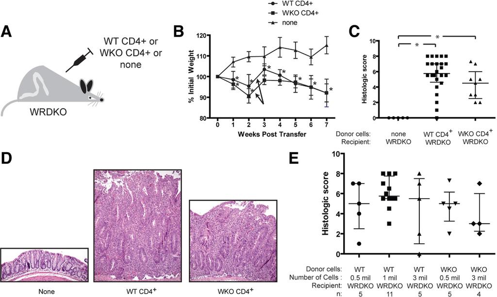 September 2012 ABERRANT INNATE IMMUNITY DRIVES COLITIS 721 Figure 1. Transfer of WT CD4 T cells into WRDKO mice induced severe colitis.