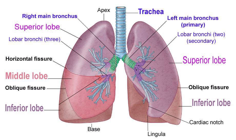 Lungs Conical-shaped spongy organs. Lie on both sides of mediastinum.