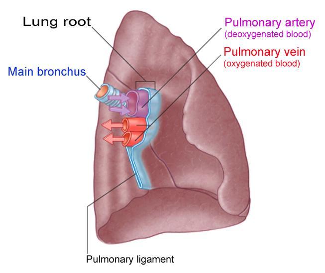 Connect lung to the mediastinum. Surrounded by pleural sleeve. Contents: 1 Main bronchus. 1 Pulmonary artery. 2 pulmonary veins, Superior Inferior Nerves.