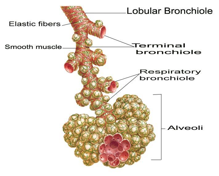 1ry bronchi 2 lobar bronchi in the left lung and 3 in the right lung, each for a pulmonary lobe.