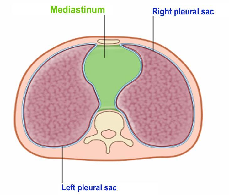 Thoracic cavity Divided into 3 major compartments: Two Peripheral pleural sacs, right and left,