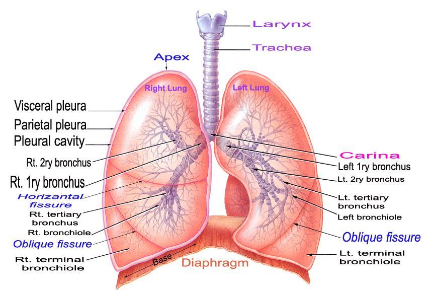 Pleura and Lungs Spring 2016 Dr.