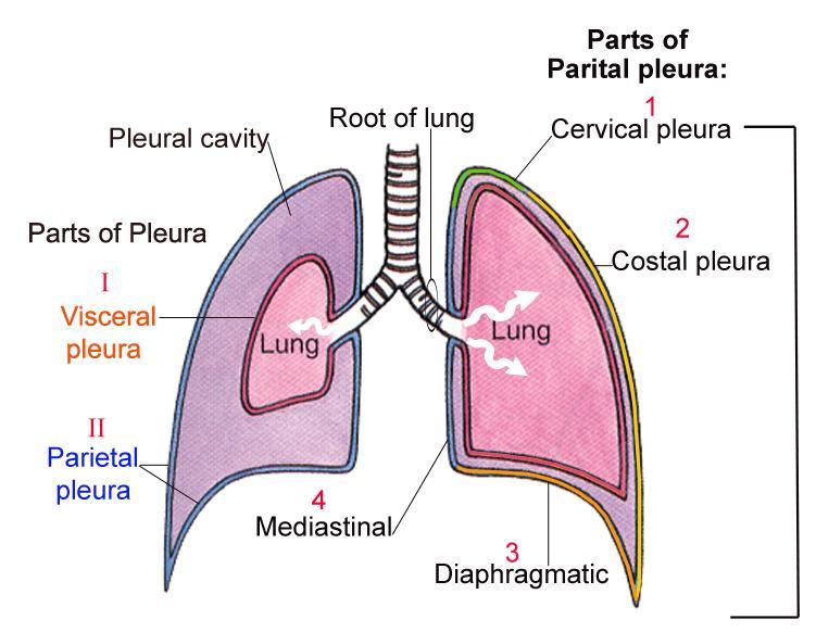 Pleura Thin continuous membrane that covers lungs and lines thoracic wall. Parts: Parietal, line wall of thoracic cavity. Parts: 1-4 Visceral, cover the lungs.