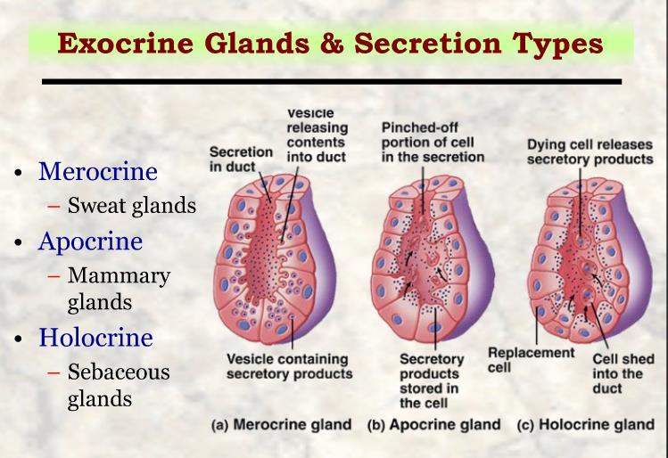According to the type of secretion :it contain three type 1. Merocrine secretion releases products, usually containing proteins, by means of exocytosis at the apical end of the secretory cells.